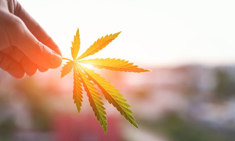 Hand Holding a Sunlit Cannabis Leaf